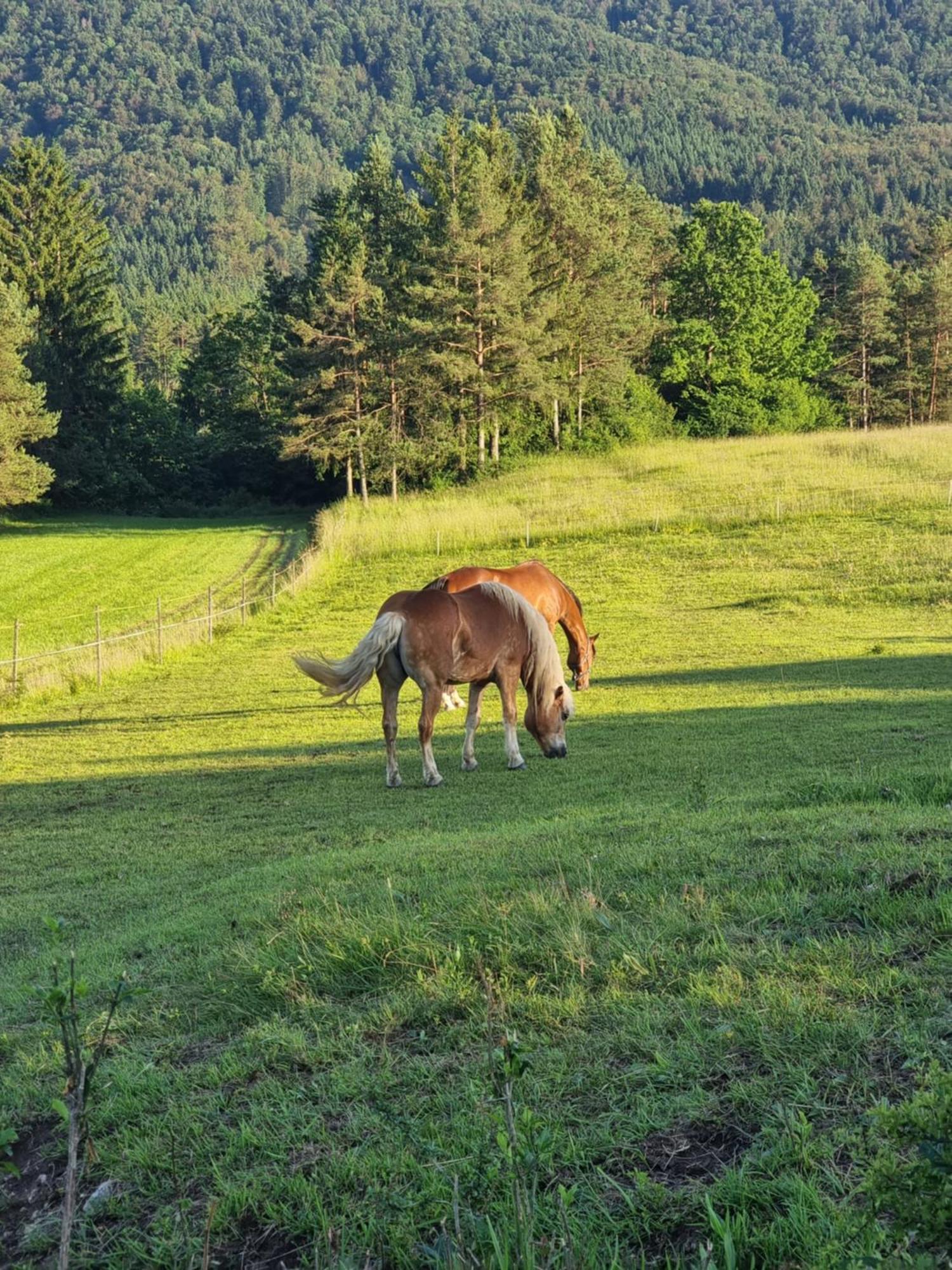 Notranjska Hisa - Traditional Country House, Close To The World Attraction Cerknica Lake Begunje pri Cerknici Kültér fotó